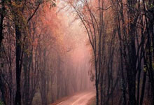 澳大利亚足球队取得惊人胜利